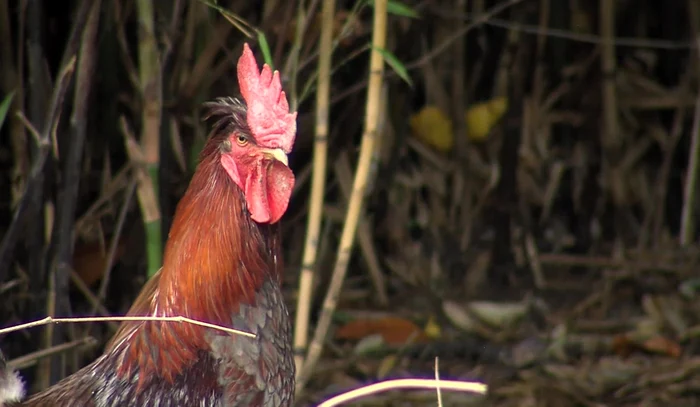 Cocoșul Ricco și-a pus o vecină în cap / foto: captura video Infofrance