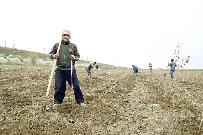 Angajaţii Romsilva plantau de zor, ieri, la Feteşti. Împădurirea costă 21 milioane de lei şi se face pe banii instituţiei 