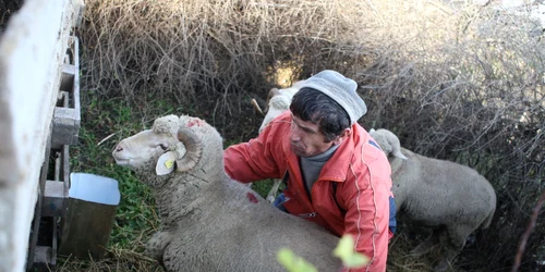 Sacrificarea berbecului, un ritual important în familiile de musulmani