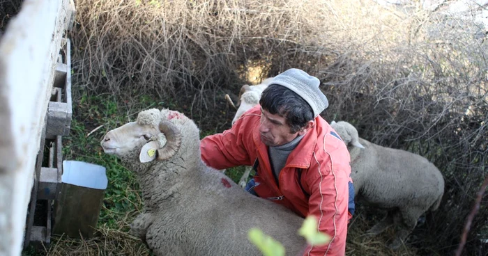 Sacrificarea berbecului, un ritual important în familiile de musulmani