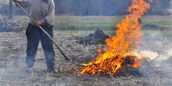 foc gradina mm foto gheorghe petrila jpg