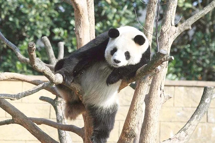 “Sunt sexy! Mi-au spus-o multe admiratoare!”