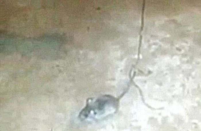 Şoricelul căra săculeţii legaţi de coadă prin catacombele închisorii