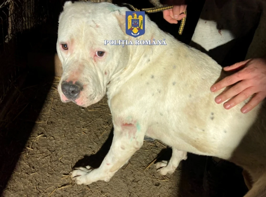 Animal cu urechile cupate