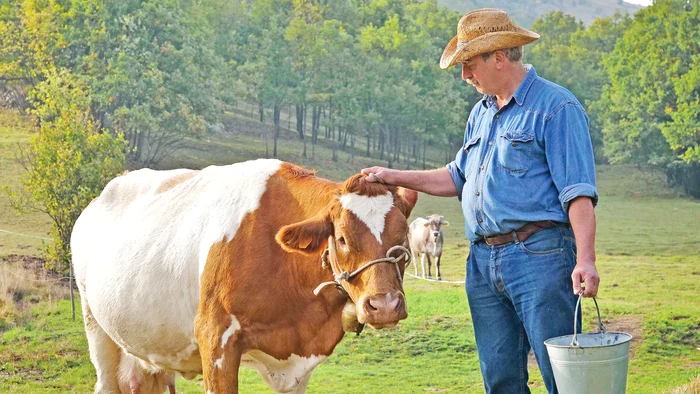 Fermierii se plâng că furajele s-au scumpit, dar ei vând laptele la un preţ derizoriu