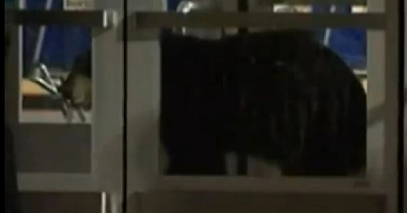 Ursul speriat de mașini s-a refugiat în mall 