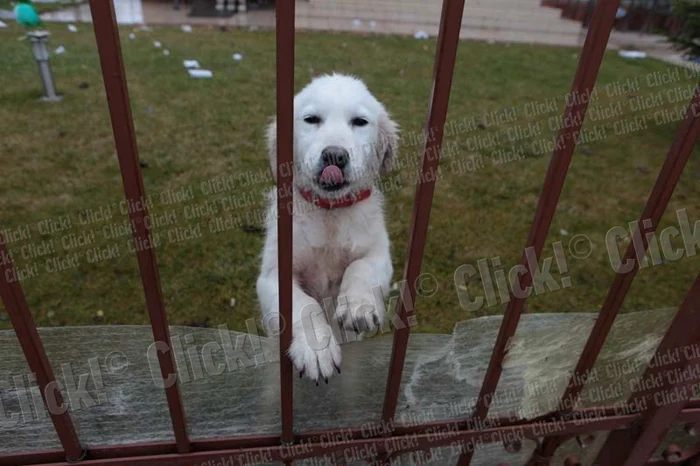 Max nu ştie că stăpânul său nu se va mai întoarce acasă