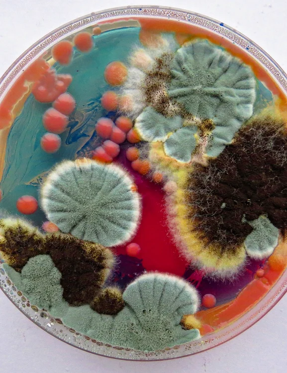 „Tablourile” sale par nişte peisaje. Foto: Profimedia