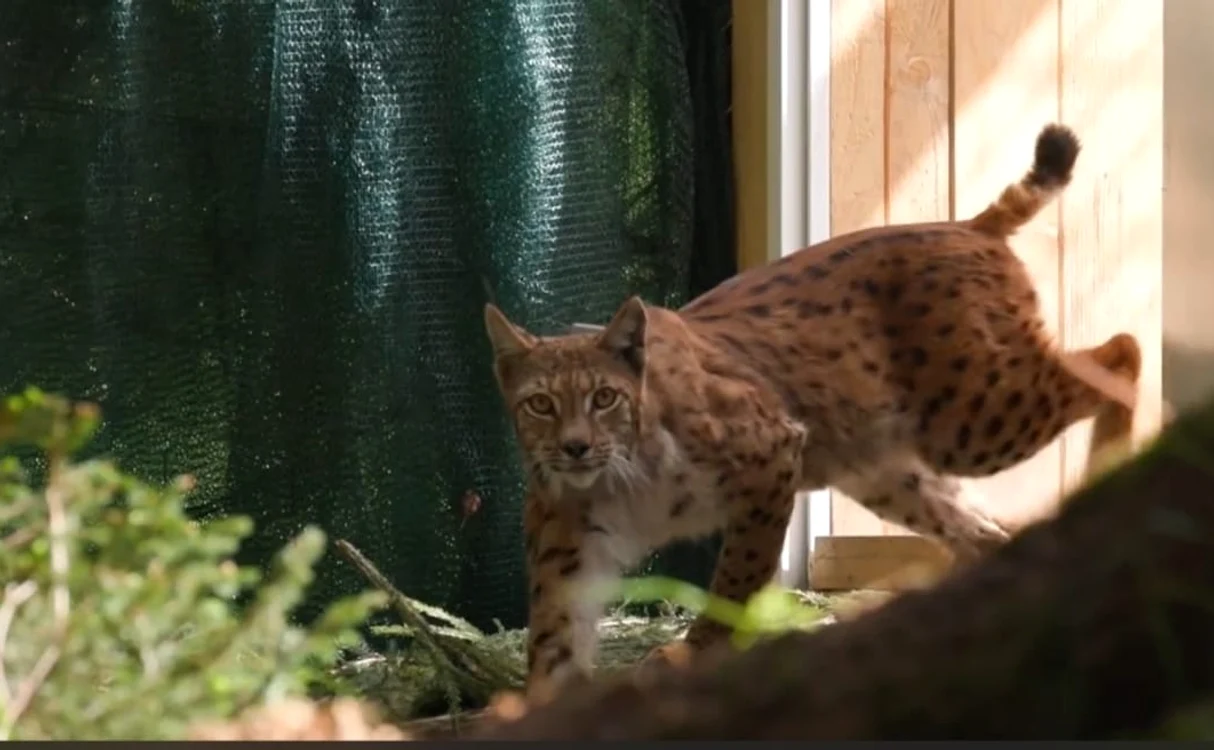 Râsul Viorel, eliberat în pădurile din Germania Foto: captură video