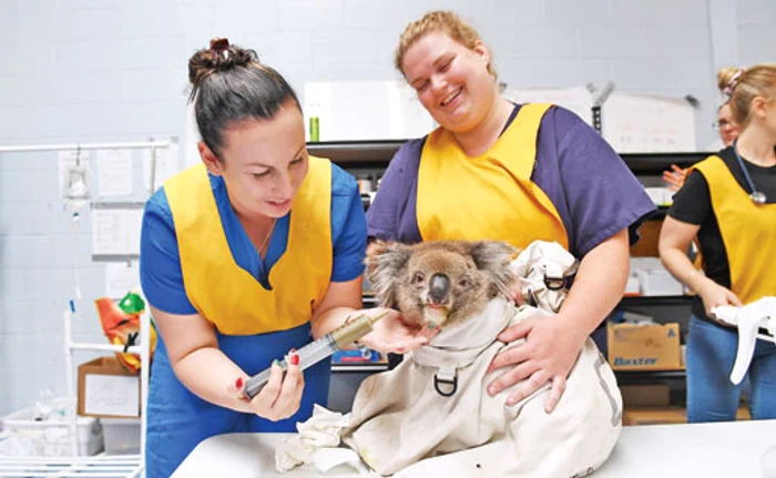 
    Mii de animale  au murit în chinuri  după erupţia lui Taal,  de pe insula Luzon  