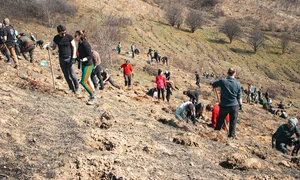 impadurire muma padurii1 jpeg