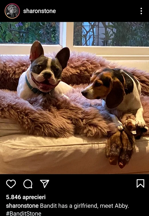 Bulldog-ul Bandit are o nouă prietenă de joacă, urecheata Abby, adoptată de la un adăpost pentru animalefoto: Instagram