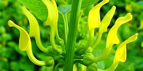 Românii folosesc această plantă ca remediu pentru bolile ginecologice