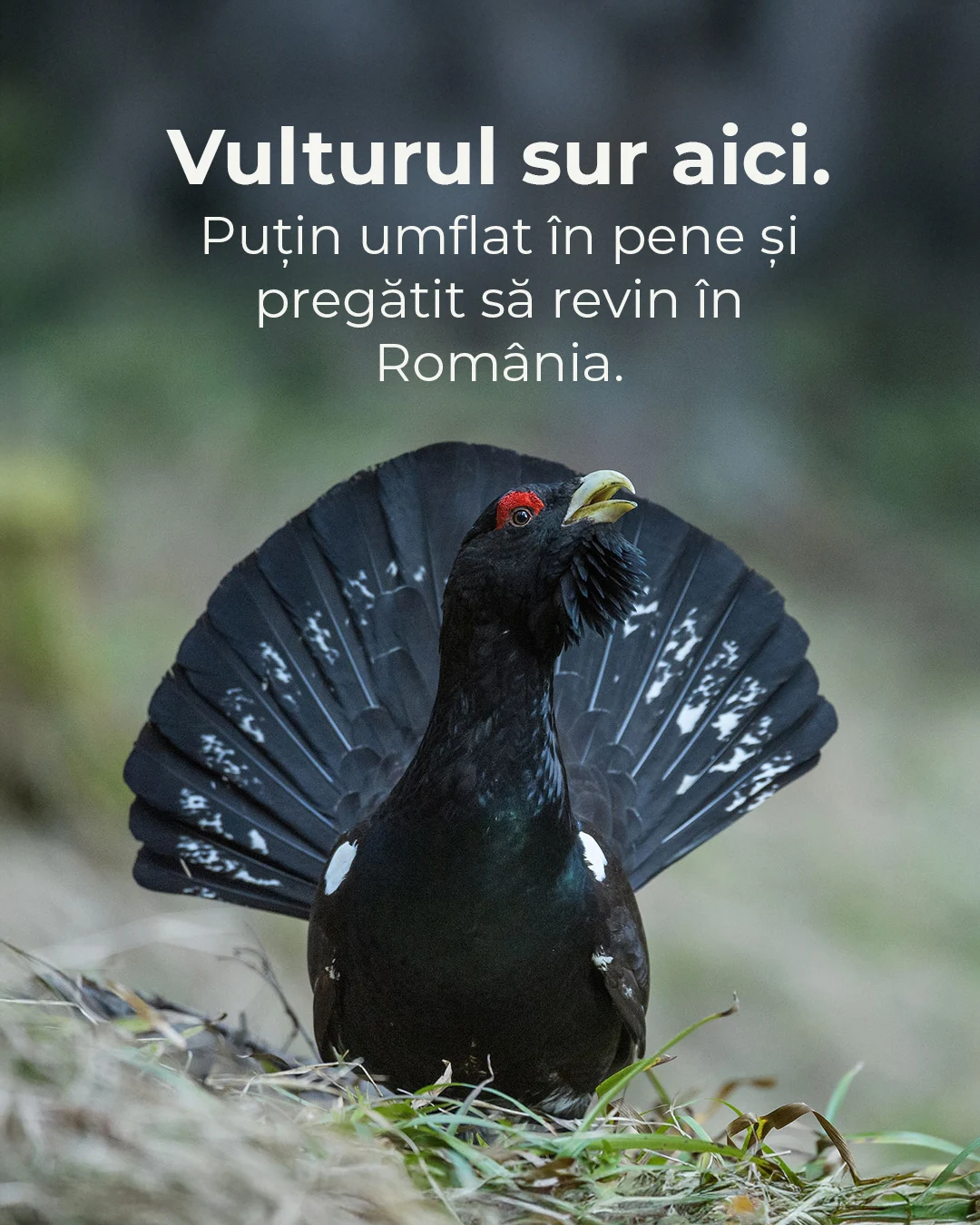 Vulturul sur, o spercie dispărută din fauna României de peste o jumătate de secol, revine în Munții Făgăraș: „Natura își ia înapoi șansa”