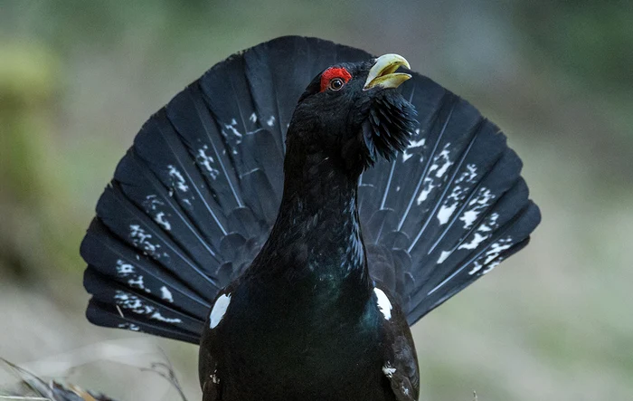 Vulturul sur revine în România. FOTO Facebook Conservation Carpathia