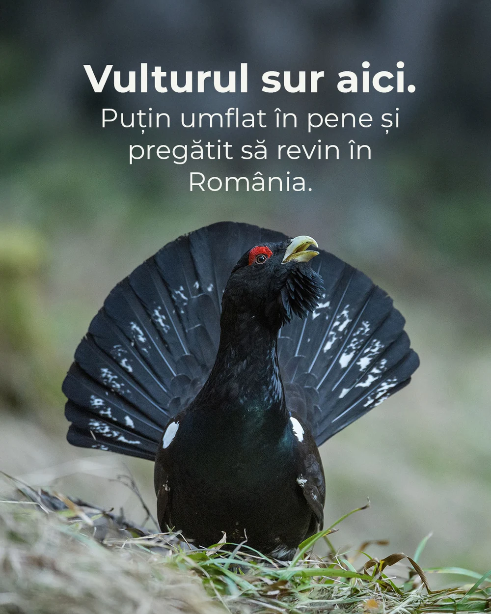 Vulturul sur, o spercie dispărută din fauna României de peste o jumătate de secol, revine în Munții Făgăraș: „Natura își ia înapoi șansa”