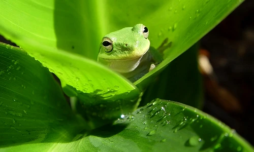 1 72944 original jpg jpeg