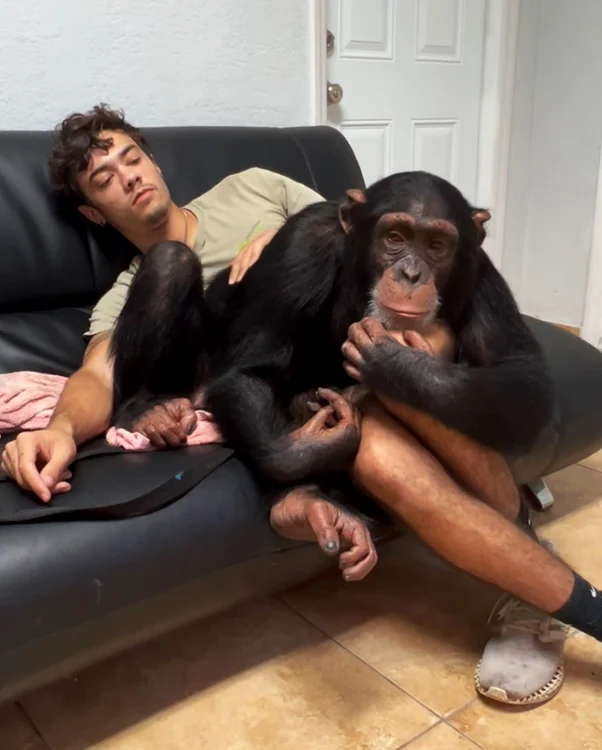 Cimpanzeul Limbani și Nathan Burke, pe o canapea neagră