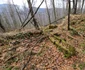 Cetatea dacică Fețele Albe Foto Daniel Guță ADEVĂRUL (86) jpg