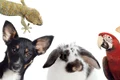 recensamant animale companie jpeg