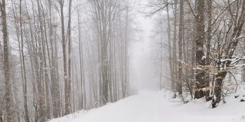 iarna in poiana rachitelii foto daniel guta adevarul