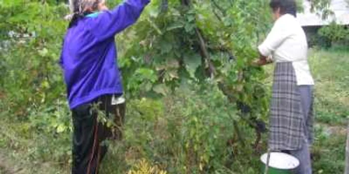 Târgu-Jiu: Recolta de struguri, cea mai bună din ultimii cinci ani