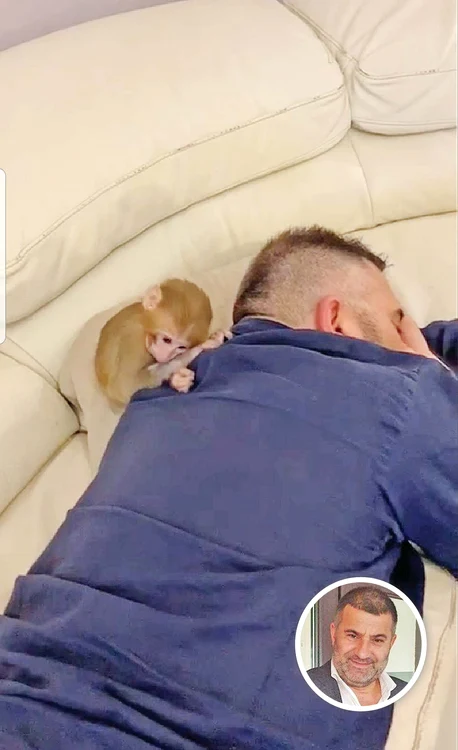 Ioniţă de la Clejani adoarme cu maimuţica pe spate