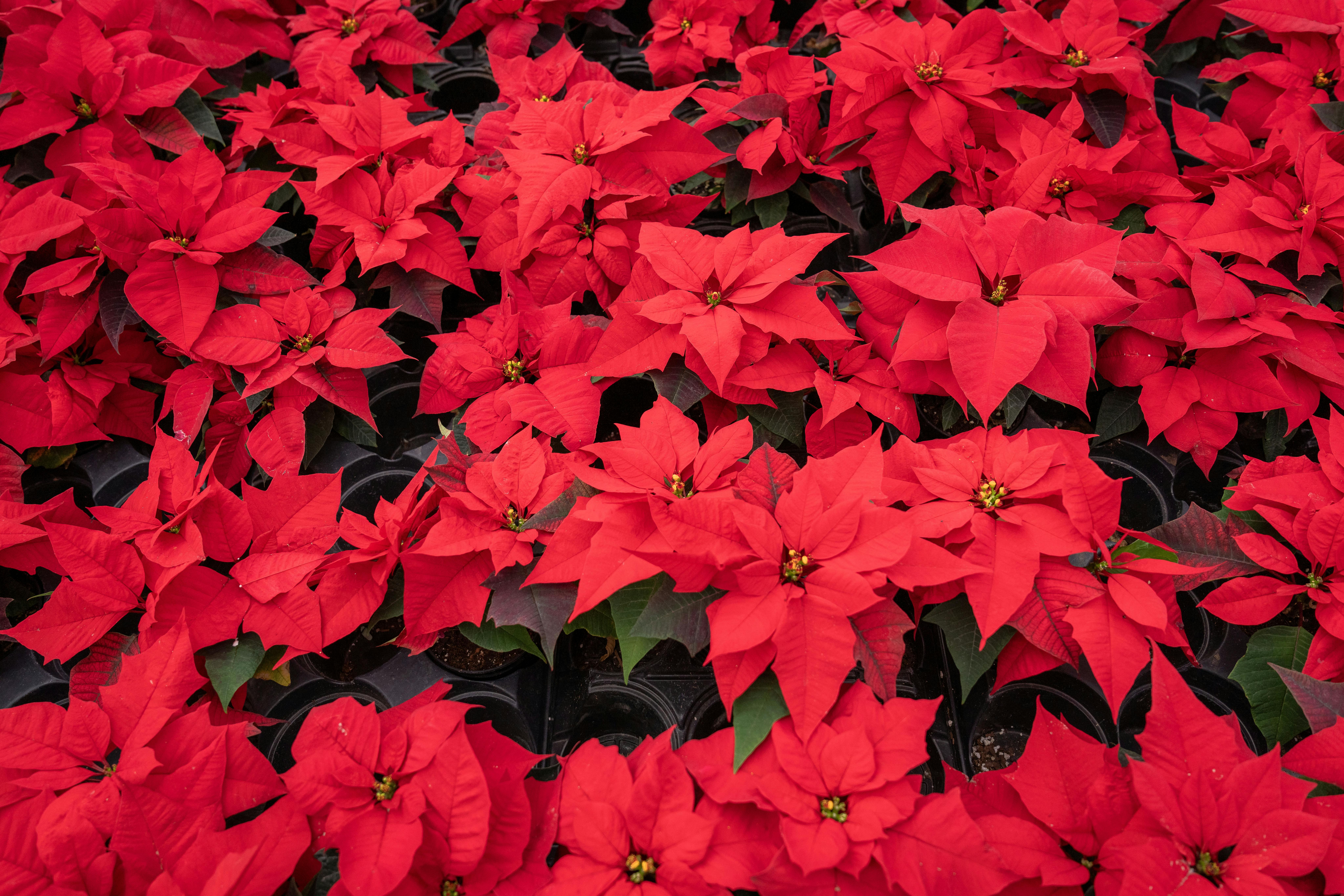 Poinsettia, floarea roșie moștenită de la azteci care dă culoare Crăciunului. Cum a ajuns atât de populară în Europa și de ce poate fi toxică
