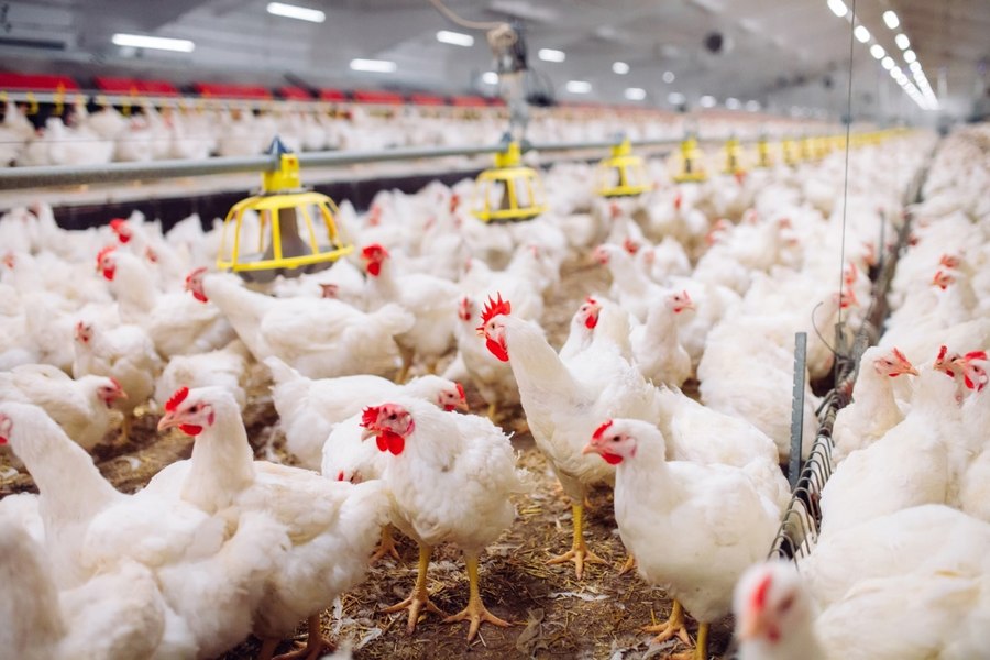 Cel mai mare exportator de carne de pasăre din lume nu mai poate livra către UE. Țara, grav afectată de gripa aviară