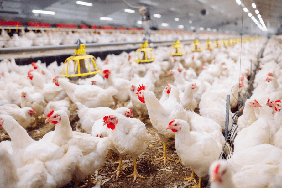 O infecție rară ar putea afecta omenirea. Un focar uriaș de gripă aviară, startul unei noi pandemii?