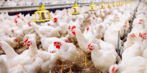 gaini ferma gripa aviara pui FOTO Shutterstock