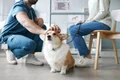 veterinarr istock jpg