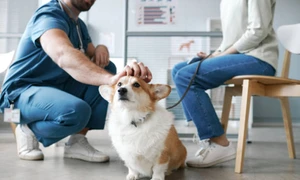 veterinarr istock jpg