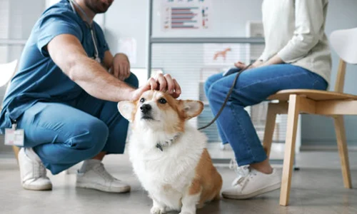 veterinarr istock jpg