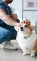 veterinarr istock jpg