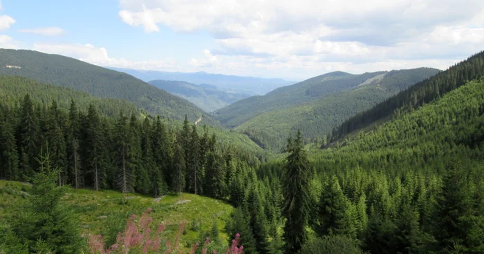 Peste 1000 de hectare de teren din Petrimanu, Galbenu si Puru ar putea reveni în proprietatea statului. Foto arhiva Adevarul