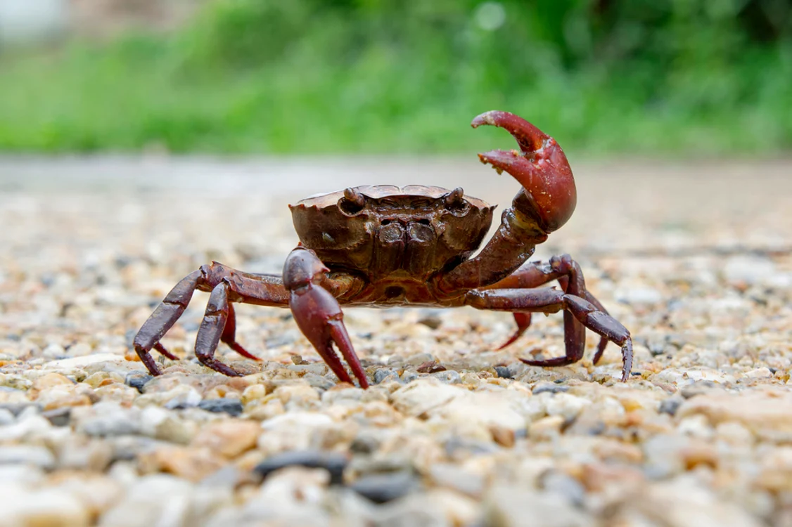 Crab FOTO: Shutterstock
