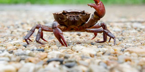 crabi shutterstock 1718509729 jpg