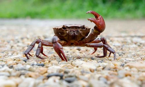 crabi shutterstock 1718509729 jpg