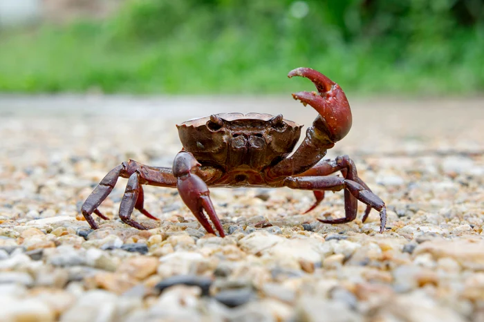 Crab FOTO: Shutterstock