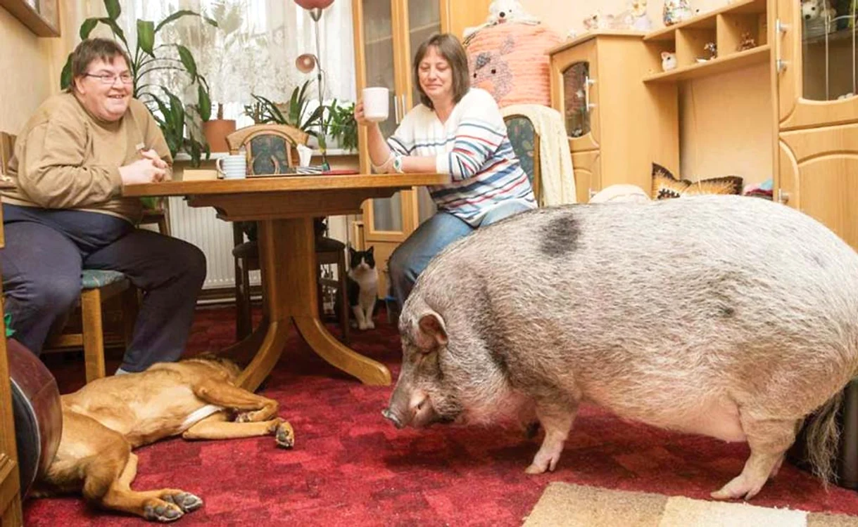 Porcul Jerry e nedespărţit de dulăul Cooper