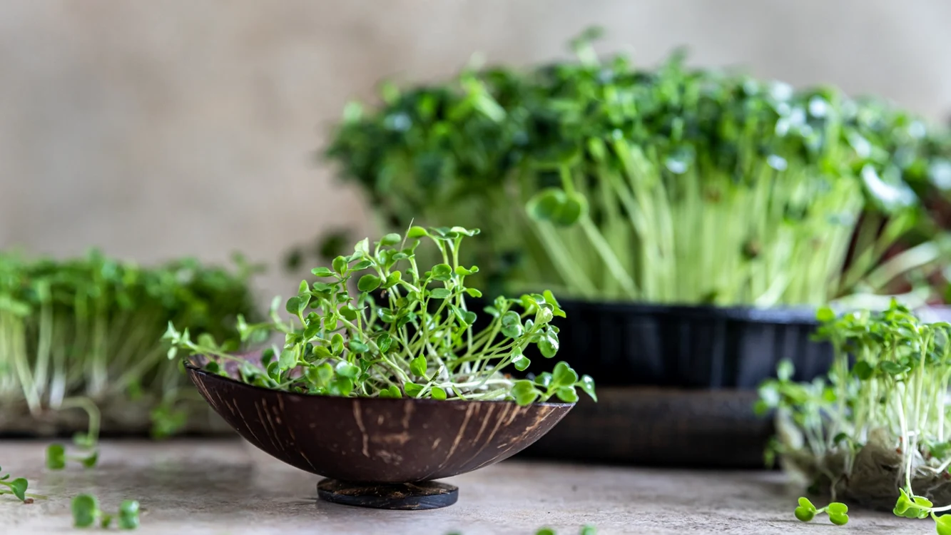 Microplante cultivate acasă Foto epicgardening com jpeg