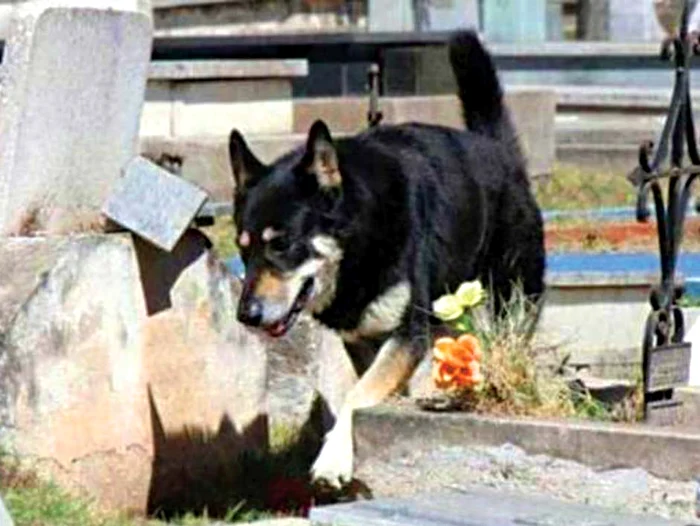 
    Se întoarce mereu  la mormânt după  scurte plecări  