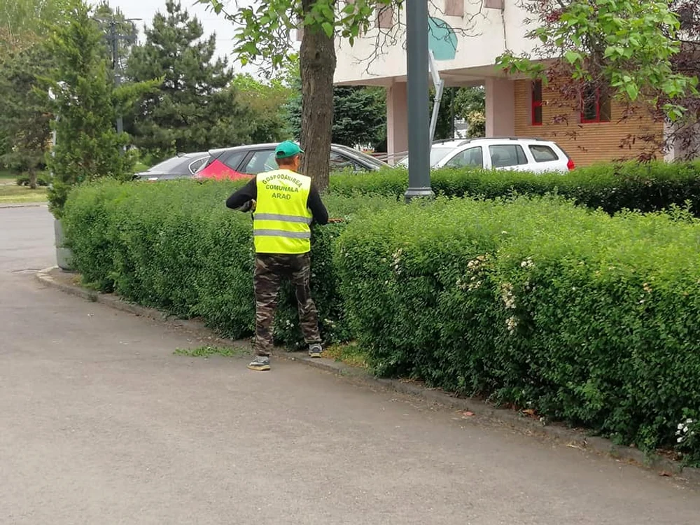 Gospodăria Comunală doar întreține gardul viu nu îl comercializează FOTO Gospodăria Comunală Arad 