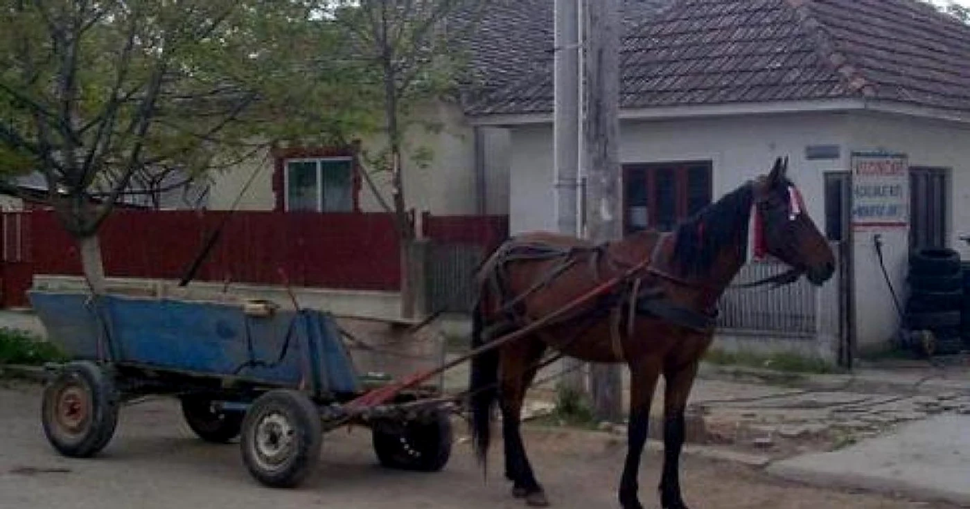 Accidentul s-a produs în faţa dispensarului veterinar