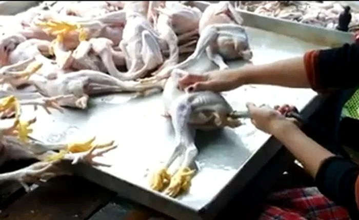 
    90% din puii de pe piaţă sunt injectaţi cu apăFoto: Captură Youtube  