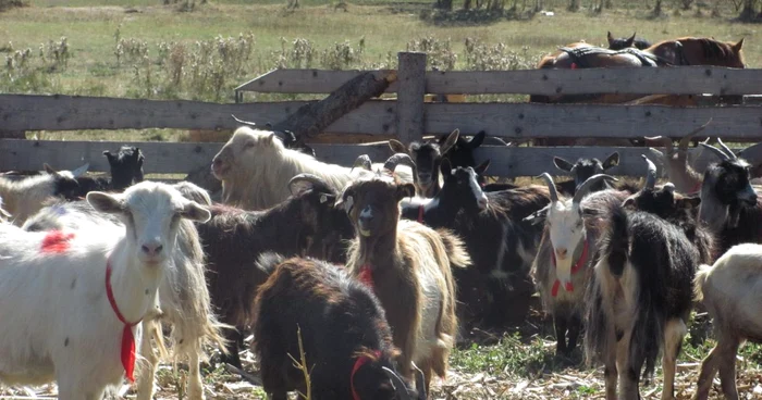 Autorităţile locale care se ocupă de agricultură şi dezvoltare rurală au început pe 15 martie o campanie de informare a sătenilor despre fondurile europene pe care le-ar putea accesa. Campania se termină în septembrie FOTO: Florina Pop