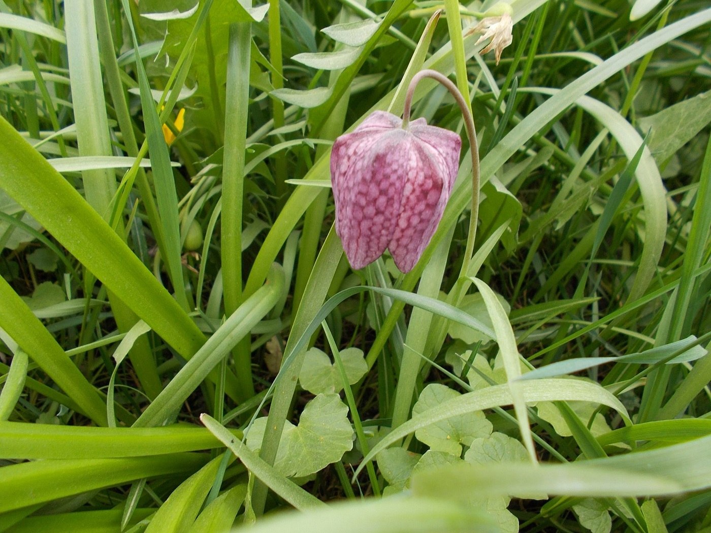 Specie de plante protejată în Maramureș, asemănătoare cu tabla de șah