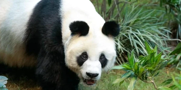 asia Panda Hong Kong FOTO news.ro