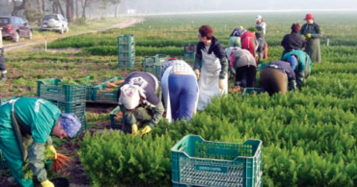 Peste 10% din străinii cotizanţi sunt români